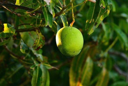 Mango: Jak roste a proč ho tak milujeme?