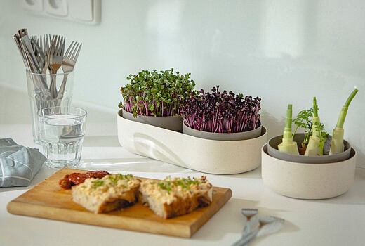 Ako vypestovať avokádo, oživiť cibuľu a za týždeň zbierať microgreens? Vyskúšajte klíčiace misky!