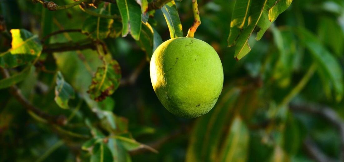 Mango: Jak roste a proč ho tak milujeme?