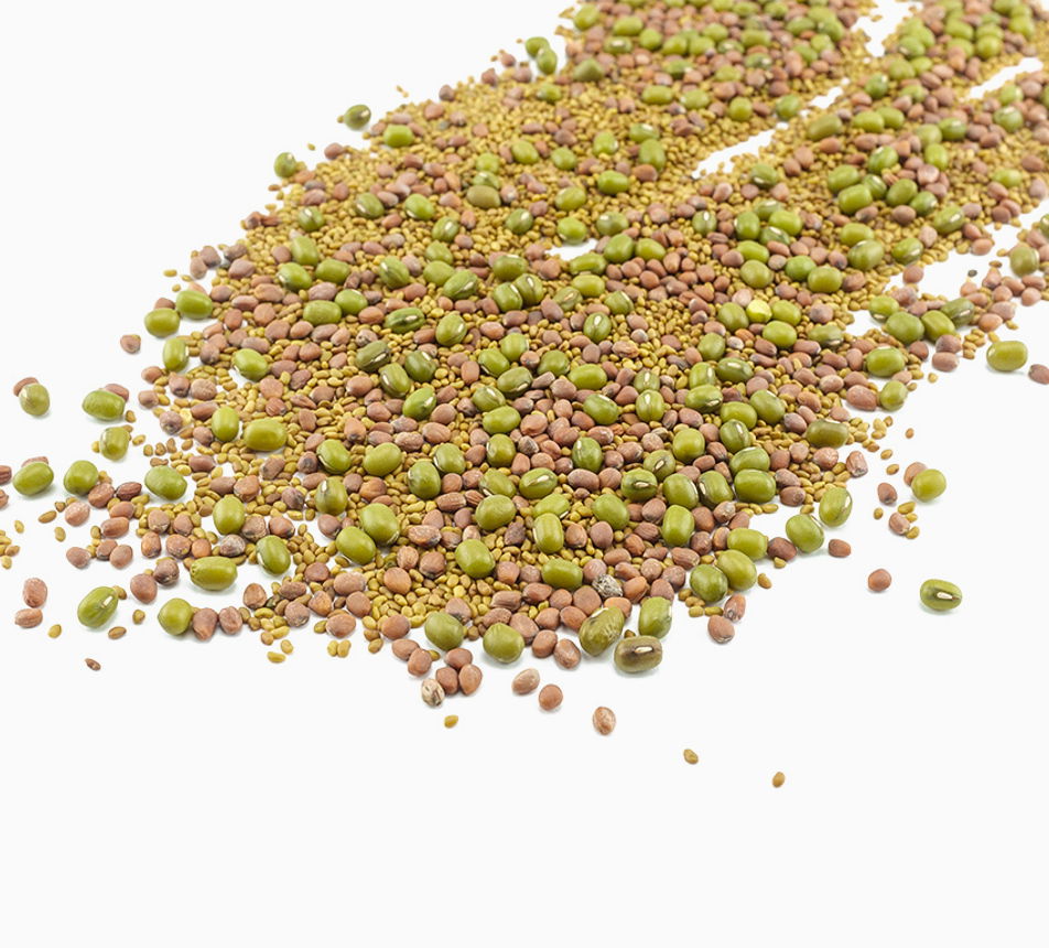 Alfalfa ředkev mungo 