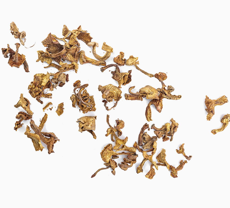 Liška obecná sušená