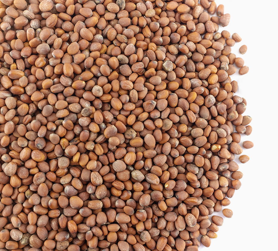 Semínka ředkvičky