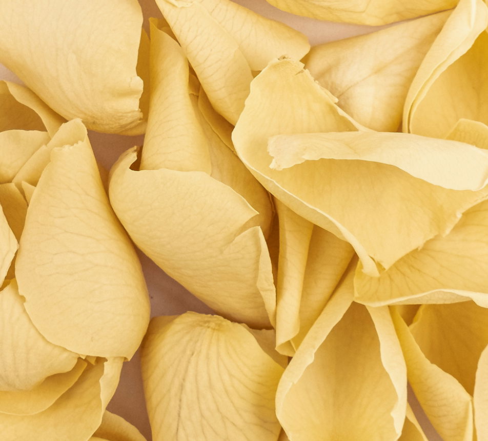 Jedlé krémové květy růže