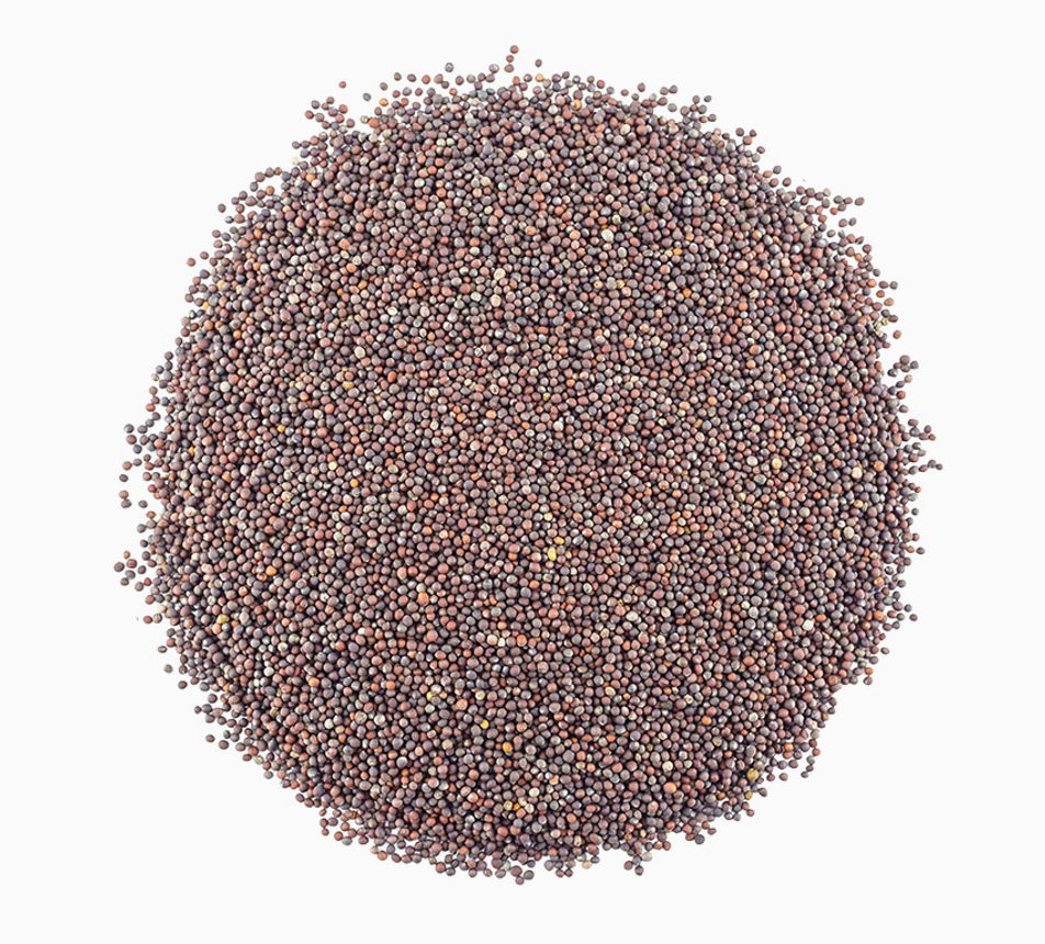 Brokolice semínka na klíčení 