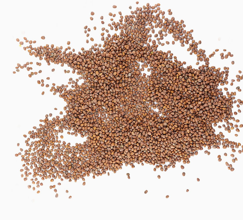 Semínka ředkvičky